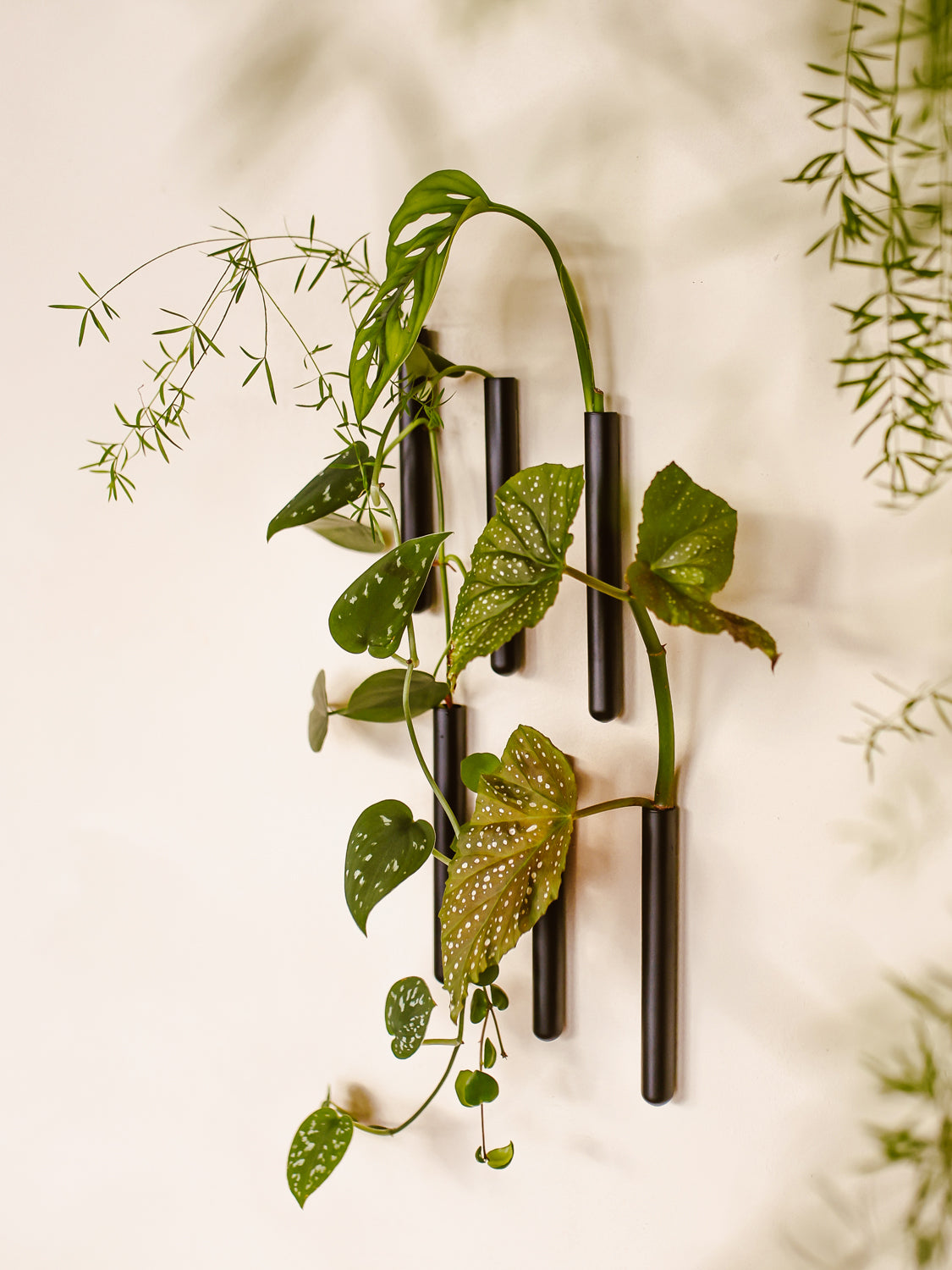 Walleaf 3-pack, Black