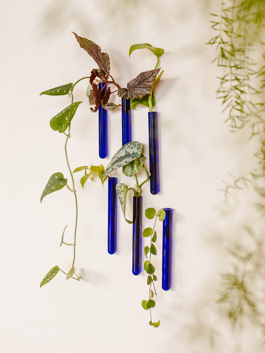 Walleaf 3-pack, Blue