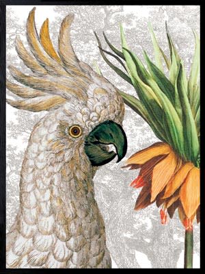 Plakat Frittilaria