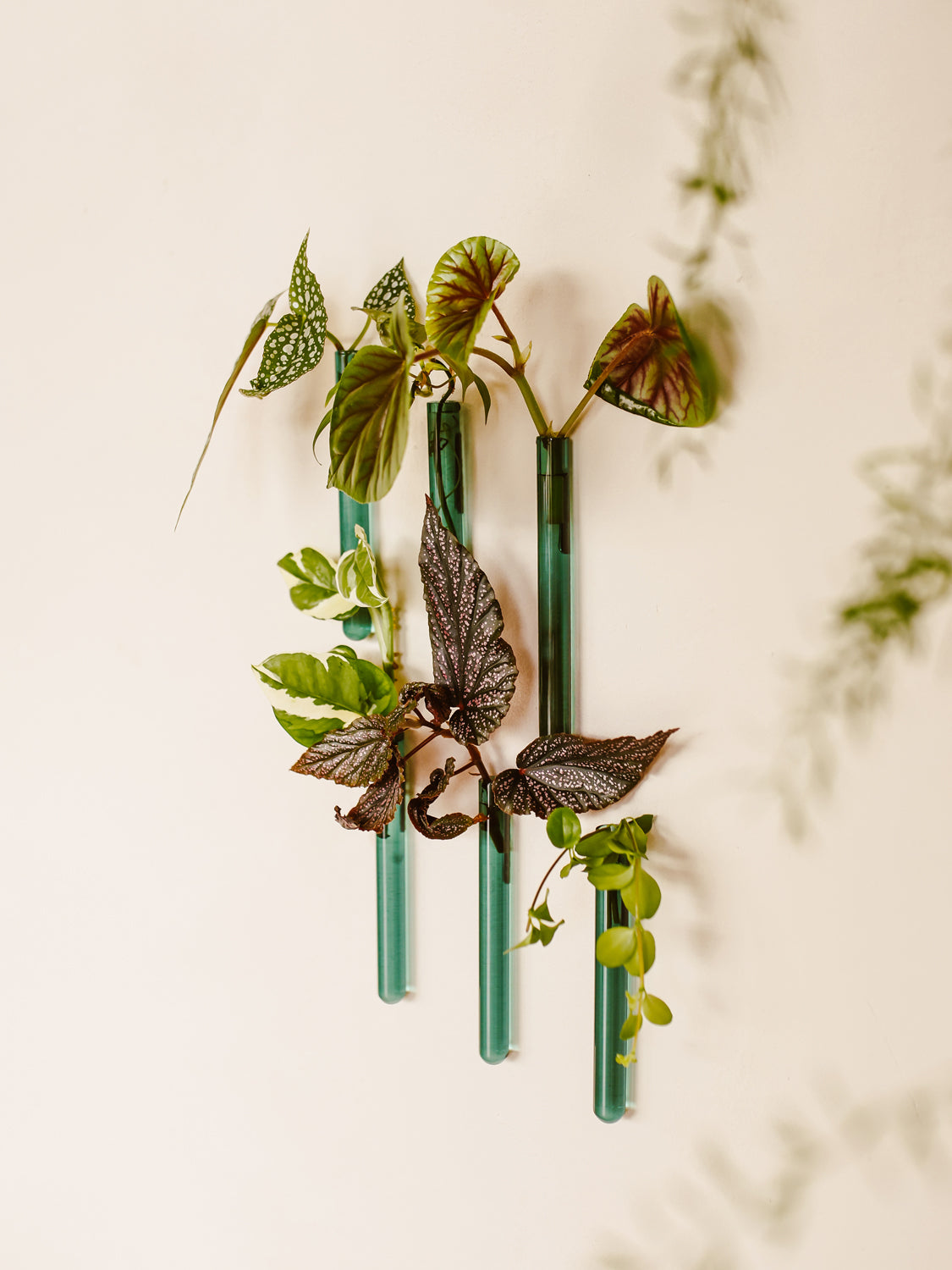 Walleaf 3-pack, Teal