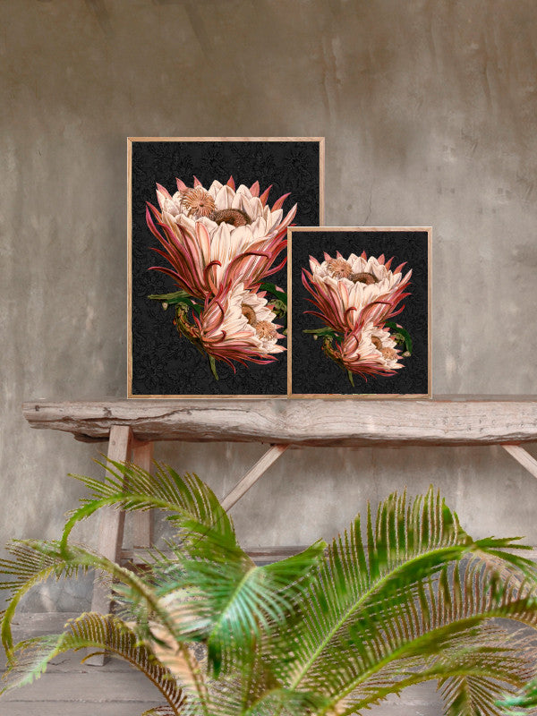 Plakat Pink Protea