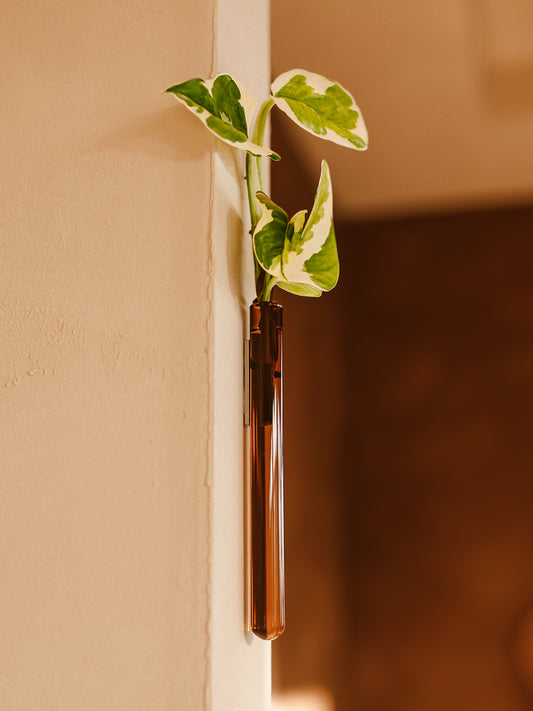 Walleaf 3-pack, Amber