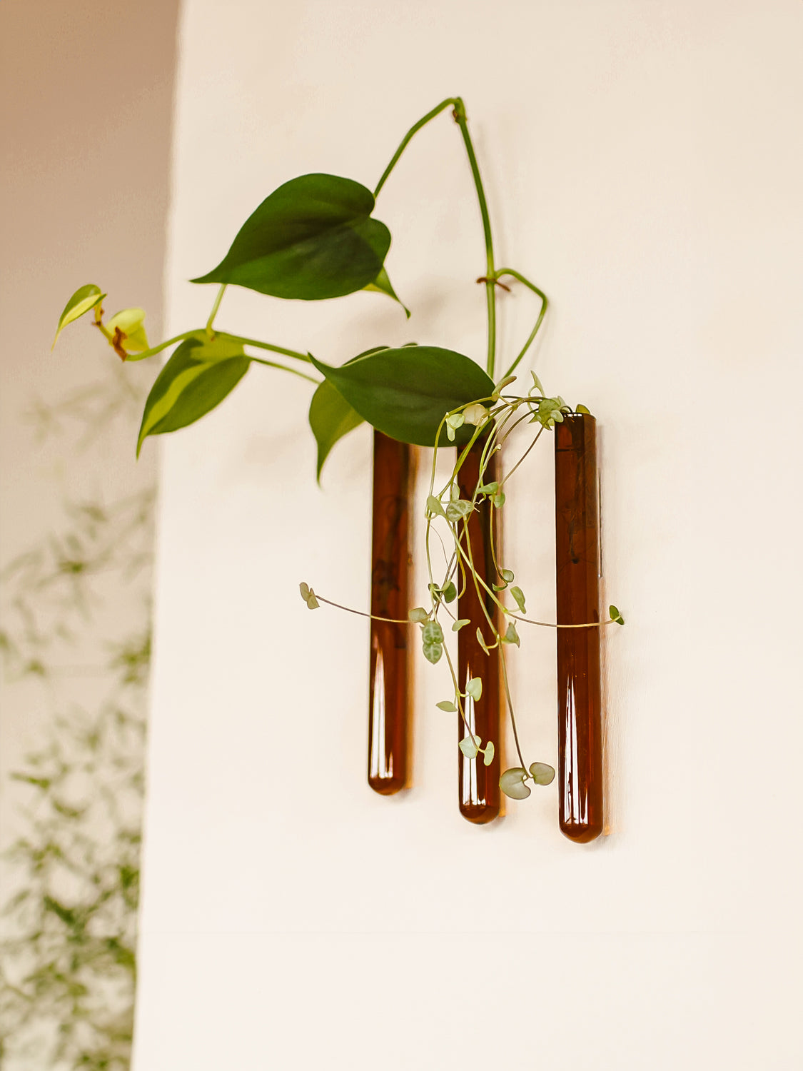 Walleaf 3-pack, Amber