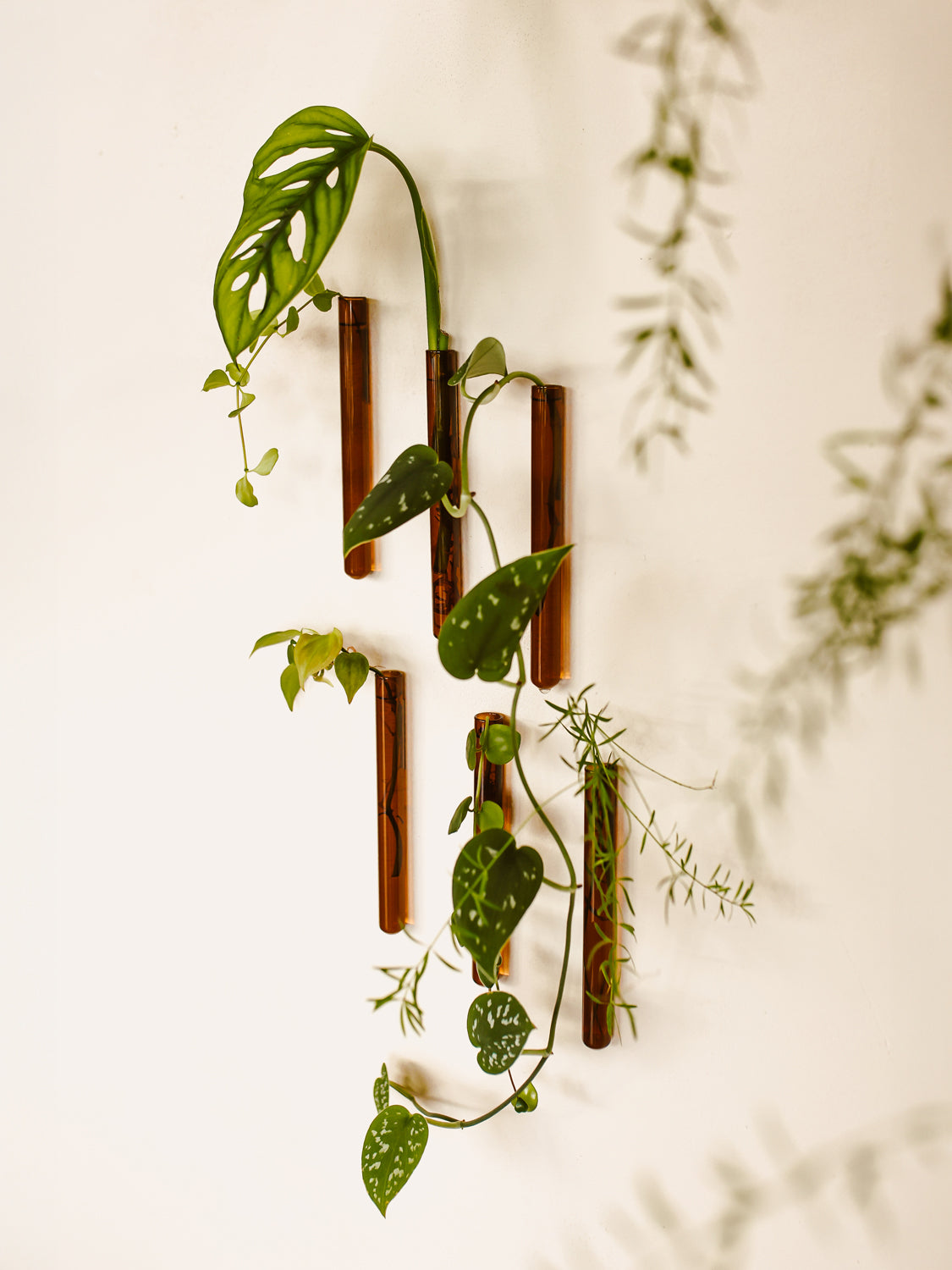 Walleaf 3-pack, Amber