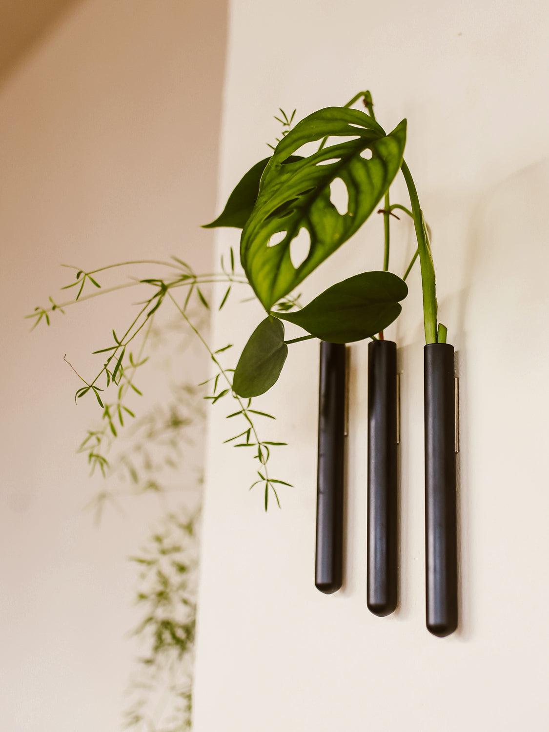 Walleaf 3-pack, Black