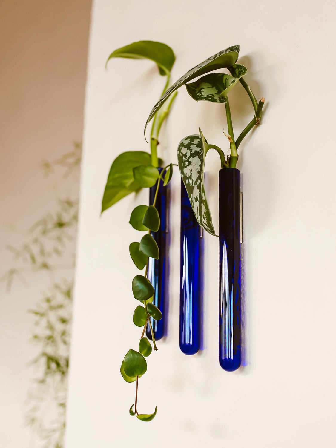 Walleaf 3-pack, Blue