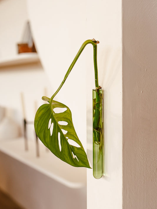 Walleaf 1-pack, Green