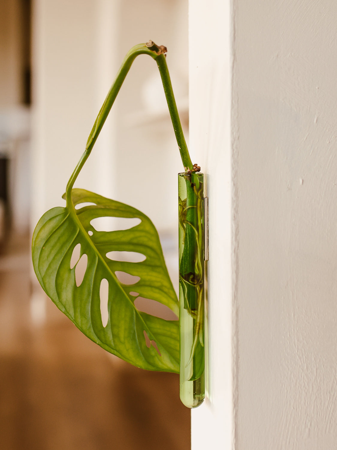 Walleaf 1-pack, Green