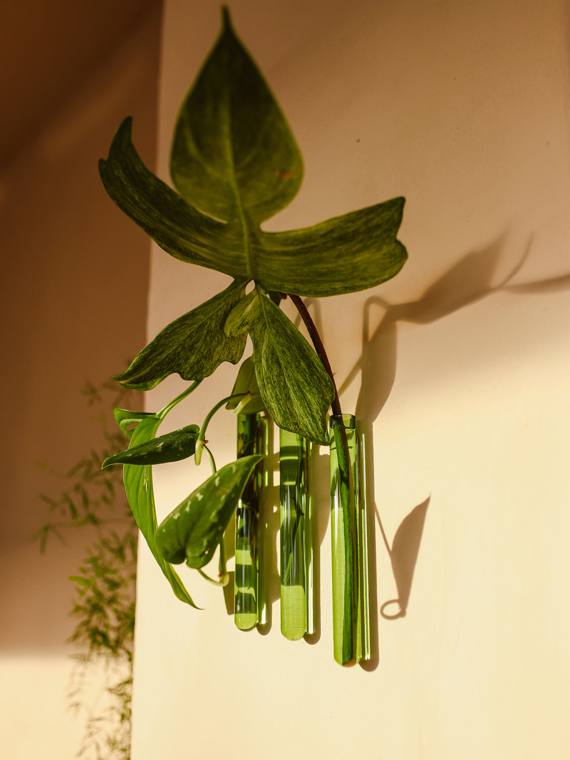 Walleaf 3-pack, Green