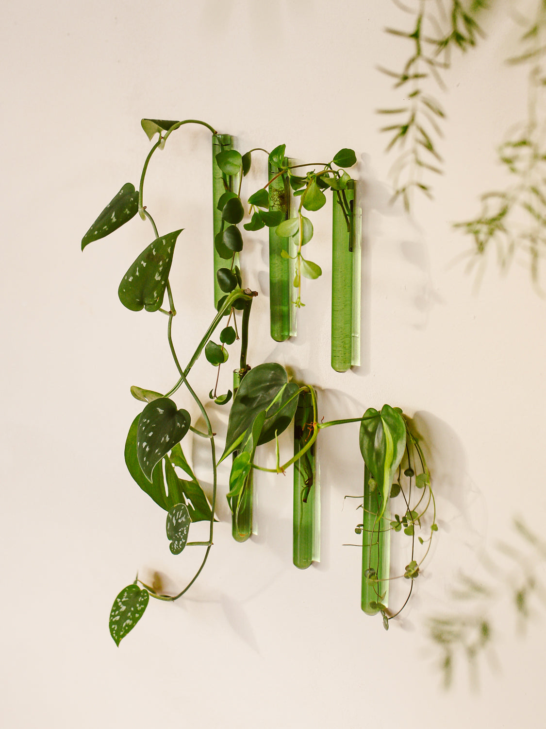 Walleaf 3-pack, Green