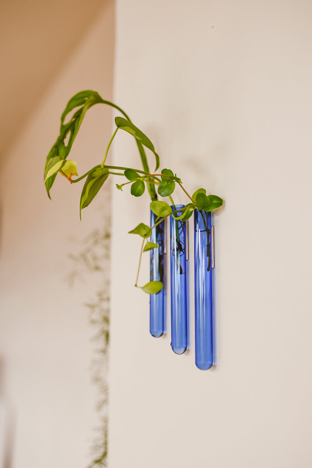 Walleaf 3-pack, Light Blue
