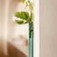 Walleaf 3-pack, Teal