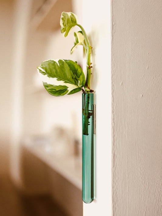 Walleaf 3-pack, Teal