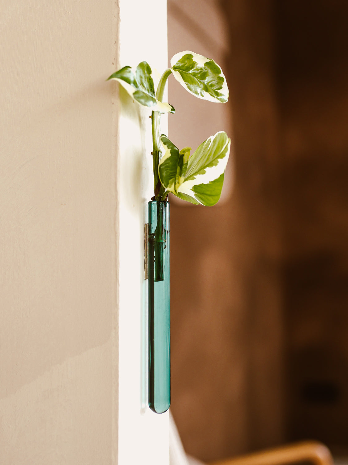 Walleaf 3-pack, Teal