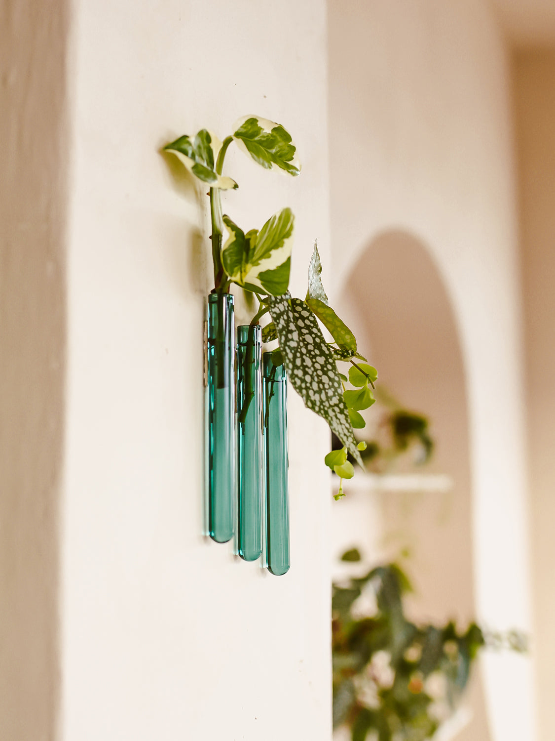 Walleaf 3-pack, Teal