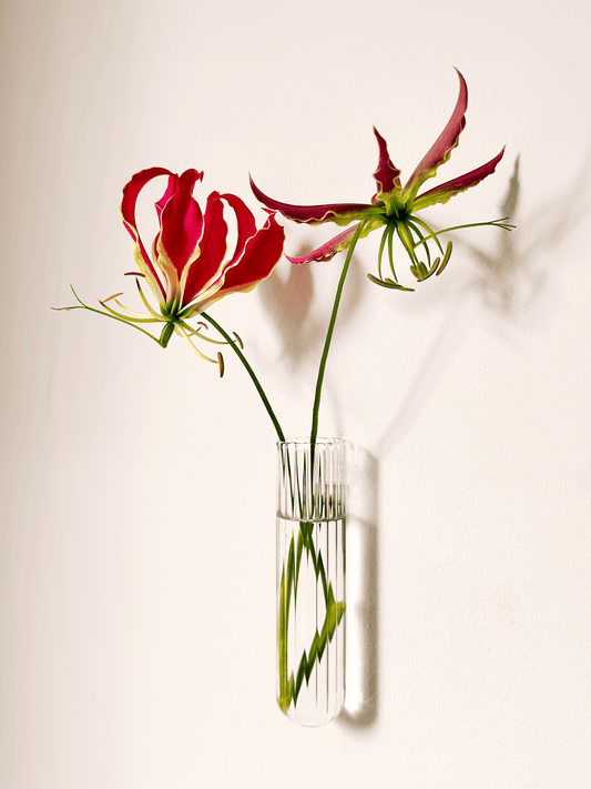 Walleaf XL 1-pack, Transparent