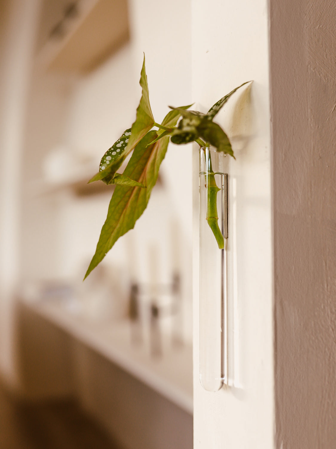 Walleaf 1-pack, Transparent