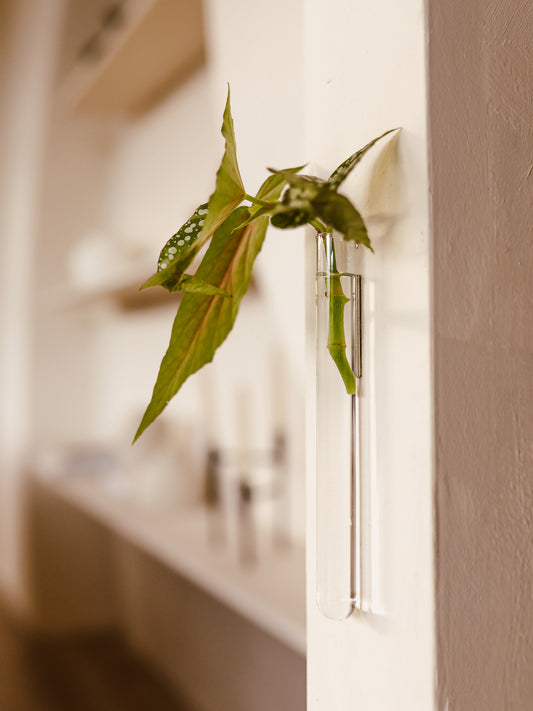 Walleaf 1-pack, Transparent