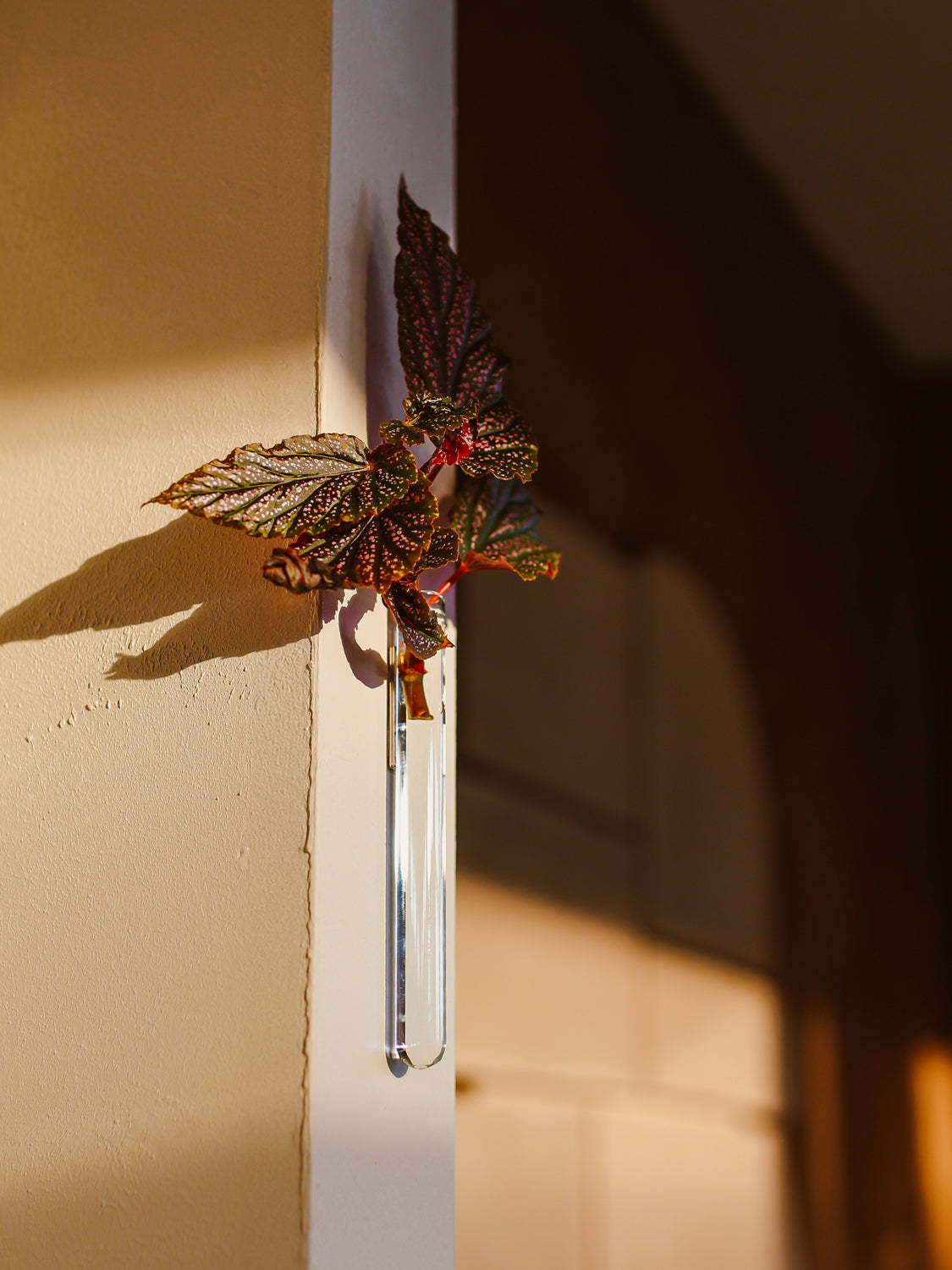 Walleaf 3-pack, Transparent