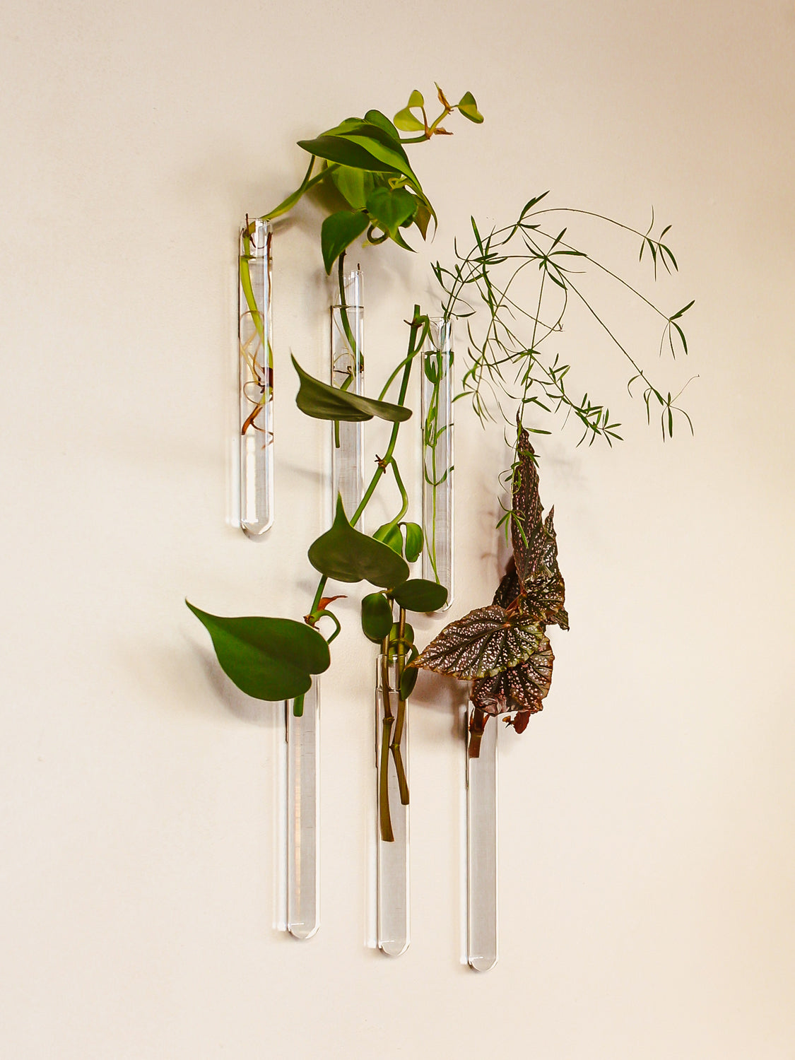 Walleaf 6-pack, Transparent