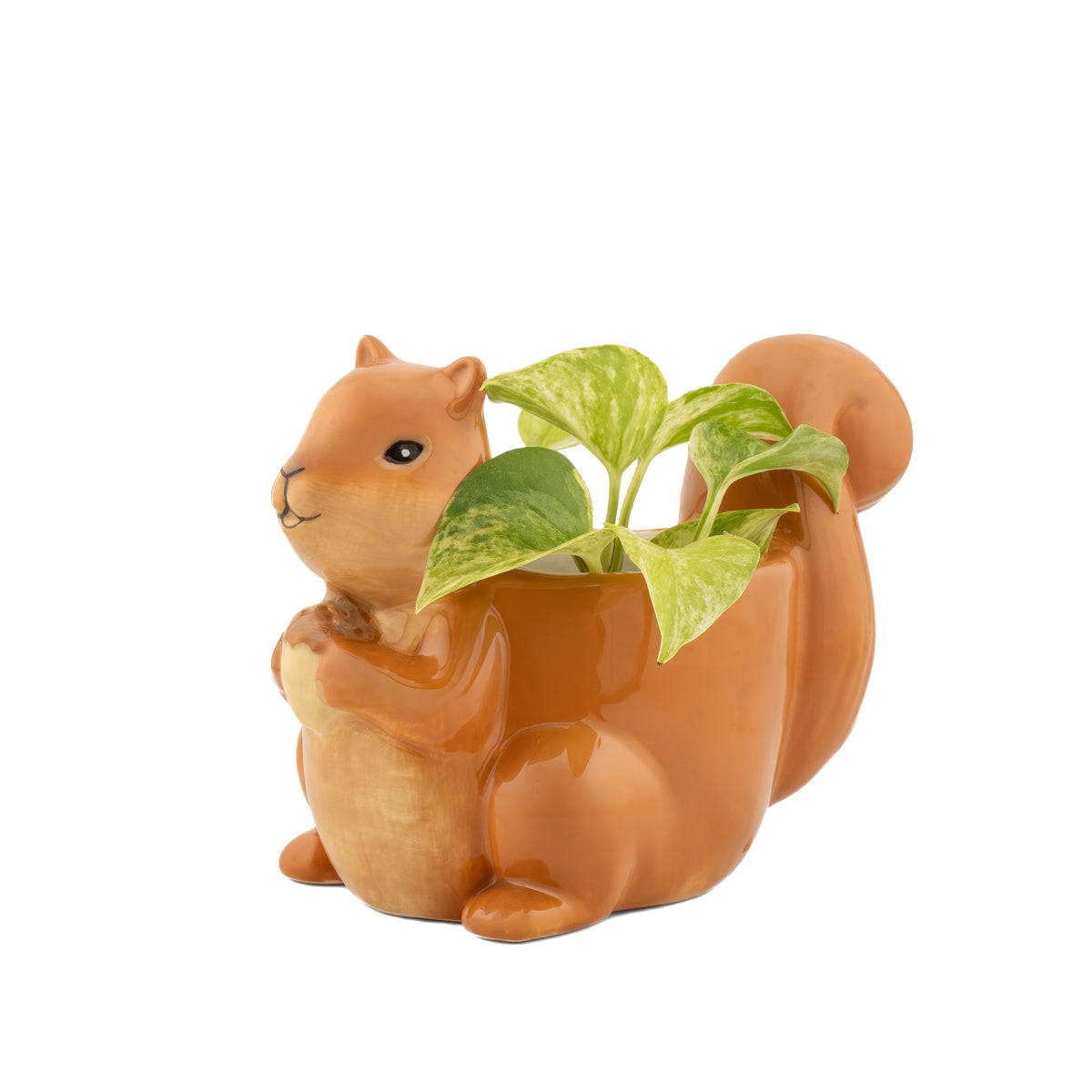 Potte Squirrel