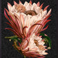 Plakat Pink Protea