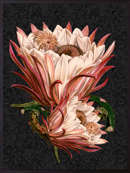 Plakat Pink Protea